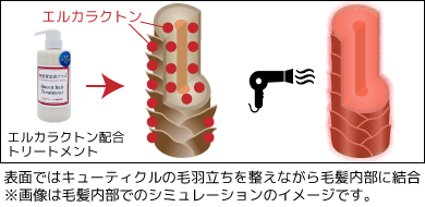 エルカラクトンが結合するイメージう