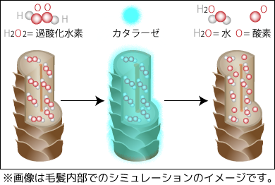 カタラーゼが過酸化水素を分解するイメージ